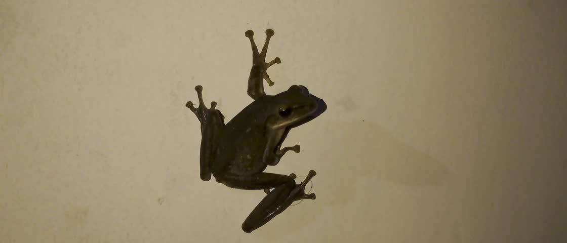 The striped tree frog (Polypedates leucomystax), a type of tree frog commonly found in Southeast Asia, including Indonesia, is attached to a white wall.