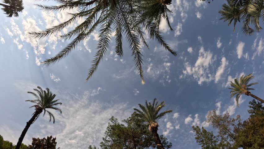 drifting clouds over palm trees