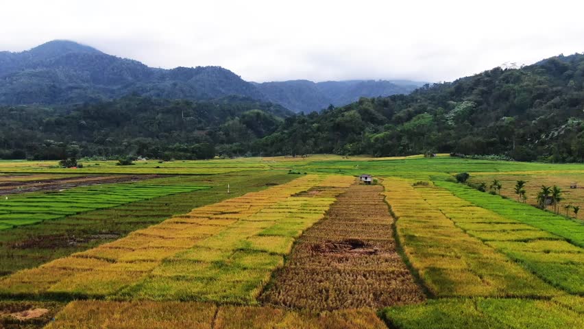 aerial video of the yellow rice fields