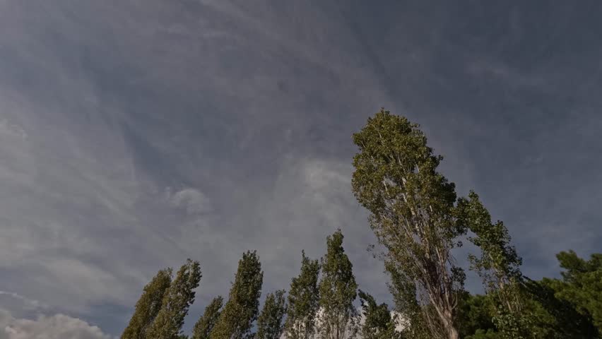 serene sky with clouds moving over tall tree tops