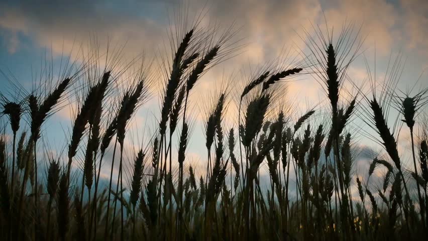 Wheat field silhouette against a dramatic sky at sunset in the countryside view