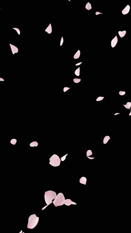 Sakura Petal Vertical Alpha Explosion Pack. 3D rendering. A four-clip pack featuring a vertical explosion of cherry blossoms on a transparent background.