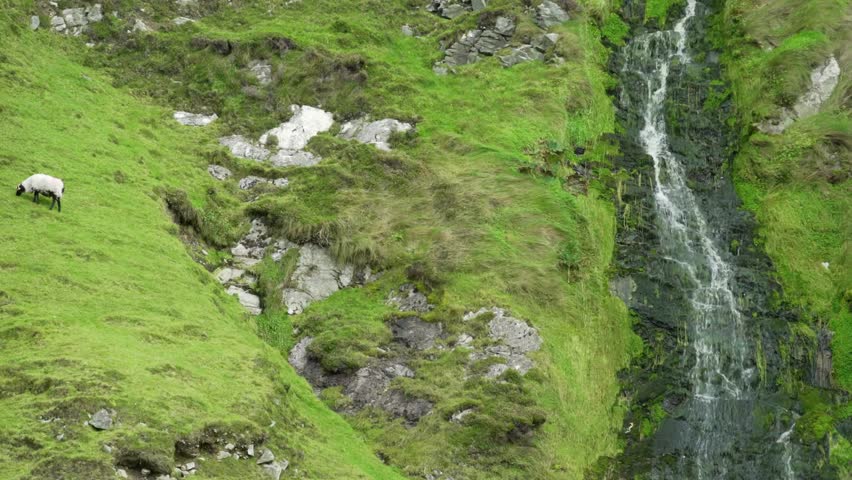 Sheep grazing on a lush green hillside near a cascading waterfall in Ireland