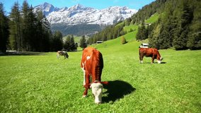 Cows graze peacefully in a lush green meadow with snow capped mountains behind them - Powered by Shutterstock - Get 15% off with code: PIKWIZARD15
