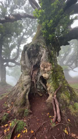 Portugal, Madeira Island, Fanal, Fanal Forest, Laurisilva Forest, UNESCO World Heritage Site
