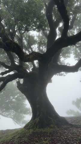 Old laurel trees in the fog in the forest of Fanal Madeira island, Portugal