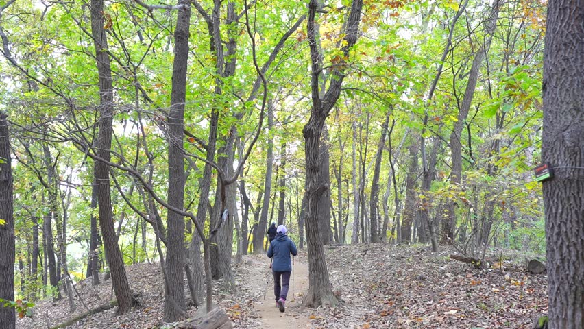 Hiker walking through a beautiful autumn forest trail, surrounded by trees with mixed red and green foliage in South Korea