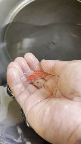 Fish in the aquarium, swimming around so free 🌿
A beautiful sight, for you and me 🐠💦
The aquarium