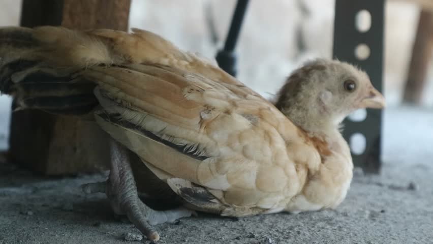 A young village chicken with golden yellow feathers is sitting leisurely under the coop.