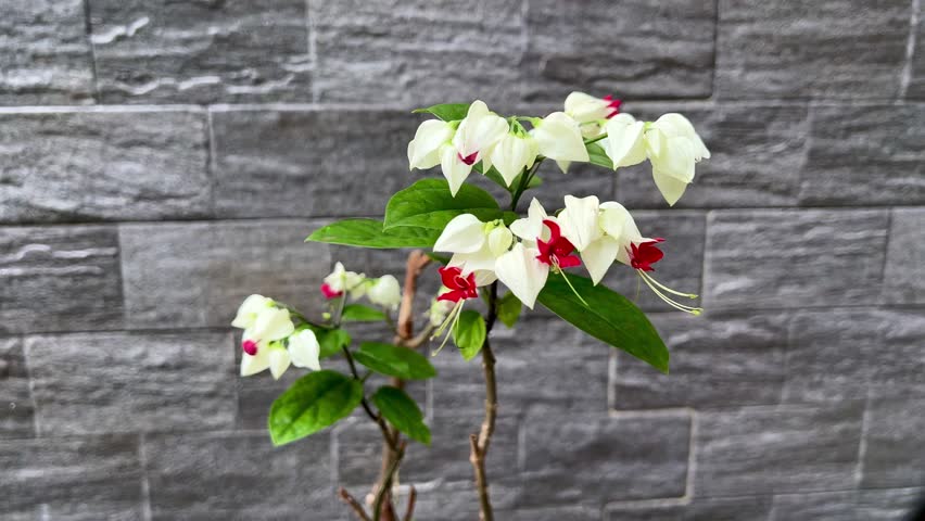 A Bleeding Heart Vine, also known as the glory bower plant or bag flower, an evergreen climber plant with striking white calyxes and brilliant red corollas. 