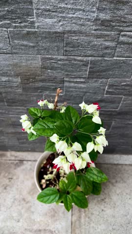 A Bleeding Heart Vine, also known as the glory bower plant or bag flower, an evergreen climber plant with striking white calyxes and brilliant red corollas. 