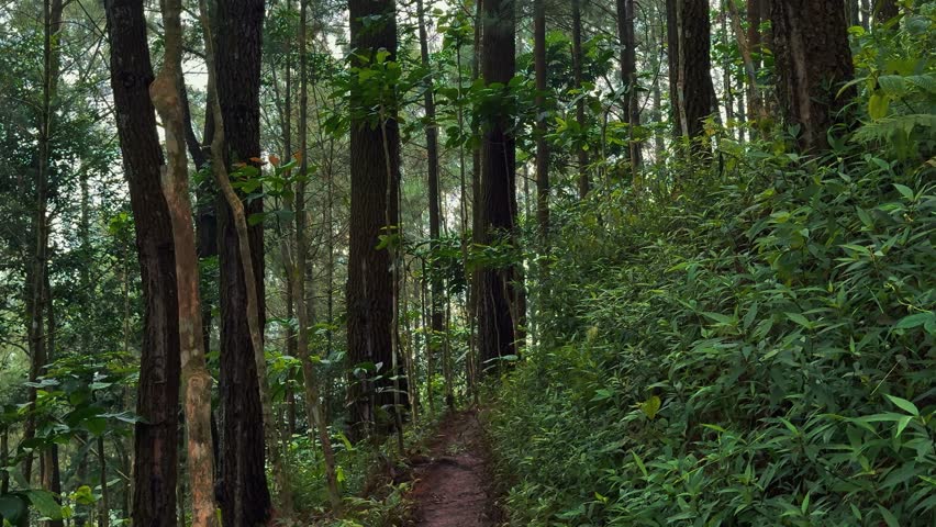 Handheld video of a mountain climber going through a dirt road in a green forest with tall trees. 
