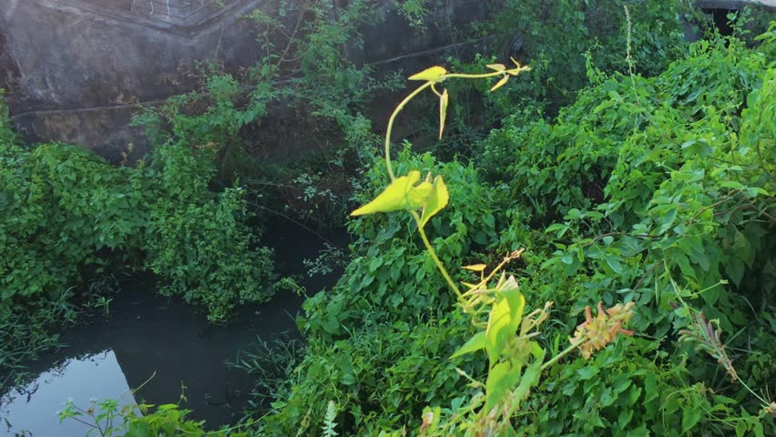 Lush Canal Banks: A vibrant canal winds its way through a verdant landscape. The lush foliage, cascading greenery, and gentle flow of water. 