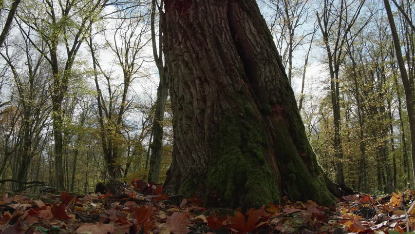 moving autumn landscape with trees and leaves in old natural forest, nature is cool series