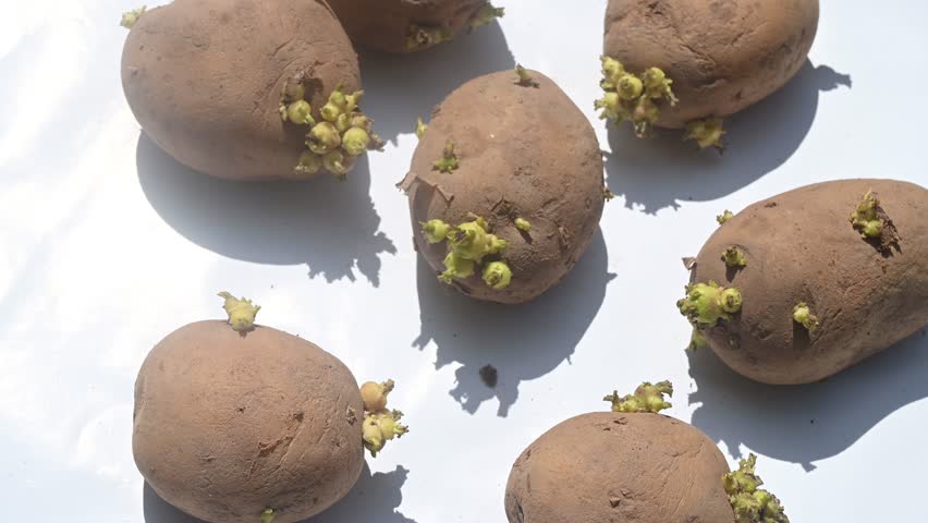 Potato sprouts, or new shoots, grow from a dormant "eye" on a potato tuber under favourable conditions, such as light, warmth, and moisture. Sprouted potatoes may have higher levels of the toxin.