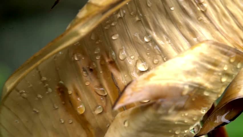 Glistening water droplets cling to the ribbed, yellow surface of a dry banana leaf in a close up, with a soft focus green garden background.