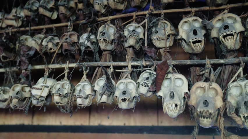 Monkey skulls decorating the traditional house Uma at Mentawai village in Siberut island West Sumatra Indonesia