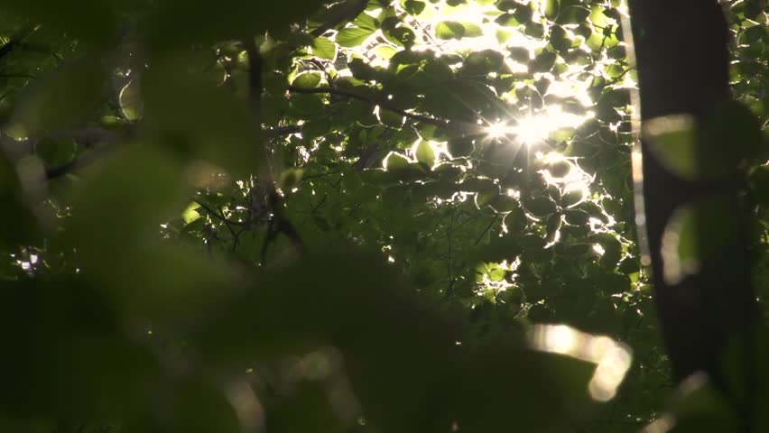Close up of the sun glittering through the leaves of the trees. The sun shines through the foliage. Lens flare. Concept.