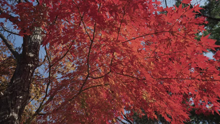 Red Autumn Maple Leaves on Tree Branches