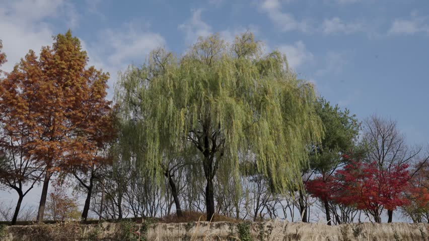 Autumn Trees with Red Leaves under Blue Sky and Wind