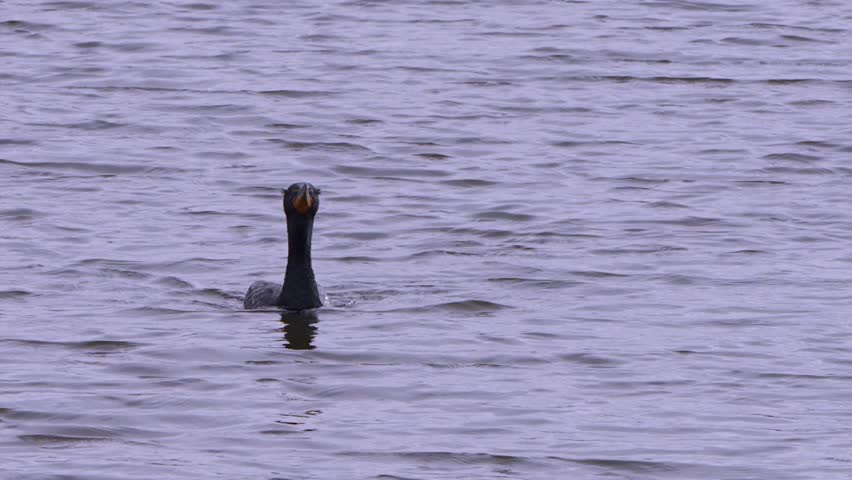 A double crested cormorant swimming in a lake