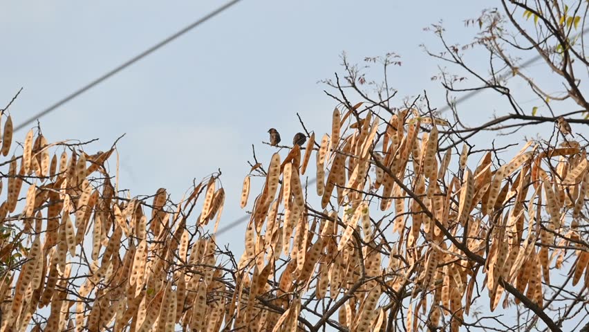 Small brown birds are perched on the branch of a tree. Captures themes of nature, wildlife, stillness, and seasonal change. Slow motion video.
