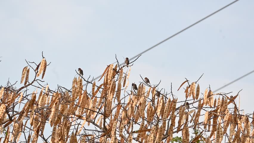 Small brown birds are perched on the branch of a tree. Captures themes of nature, wildlife, stillness, and seasonal change. Slow motion video.
