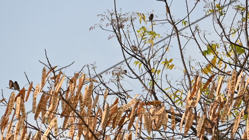 Small brown birds are perched on the branch of a tree. Captures themes of nature, wildlife, stillness, and seasonal change. Slow motion video.
