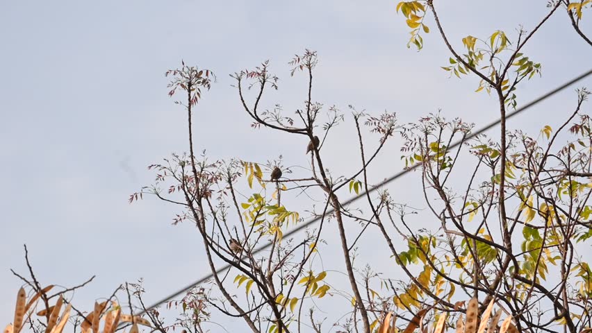 Small brown birds are perched on the branch of a tree. Captures themes of nature, wildlife, stillness, and seasonal change. Slow motion video.
