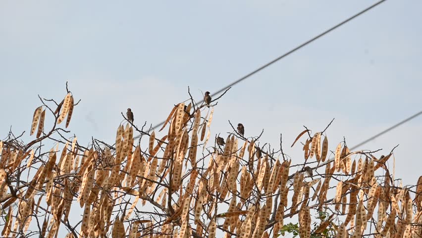 Small brown birds are perched on the branch of a tree. Captures themes of nature, wildlife, stillness, and seasonal change. Slow motion video.
