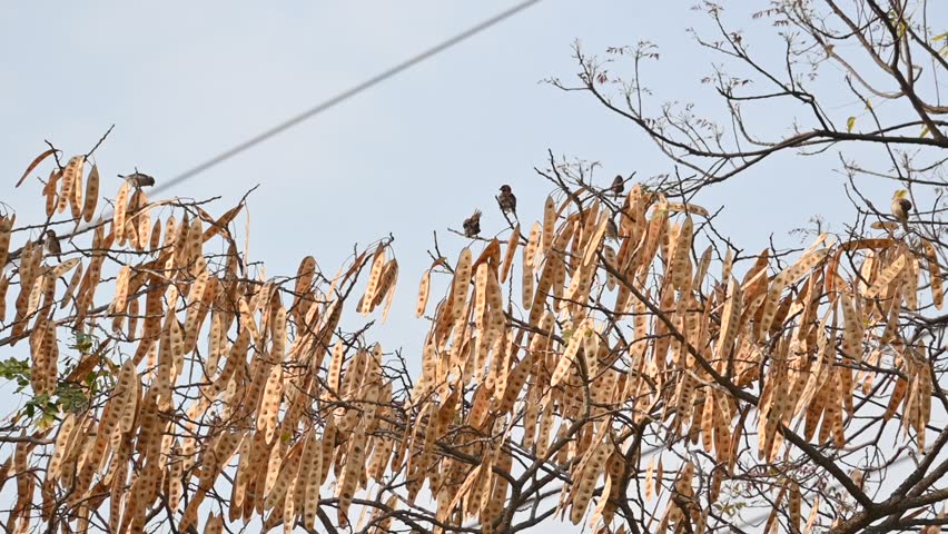 Small brown birds are perched on the branch of a tree. Captures themes of nature, wildlife, stillness, and seasonal change. Slow motion video.
