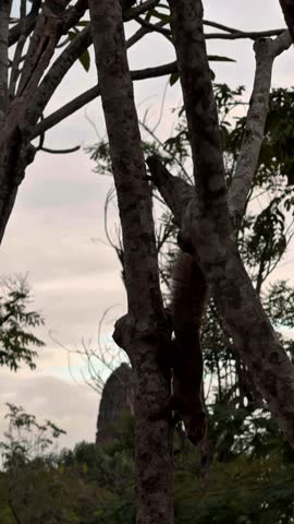 4K footage of cute Squirrel in Phra Nakhon Si Ayutthaya Thailand during daytime