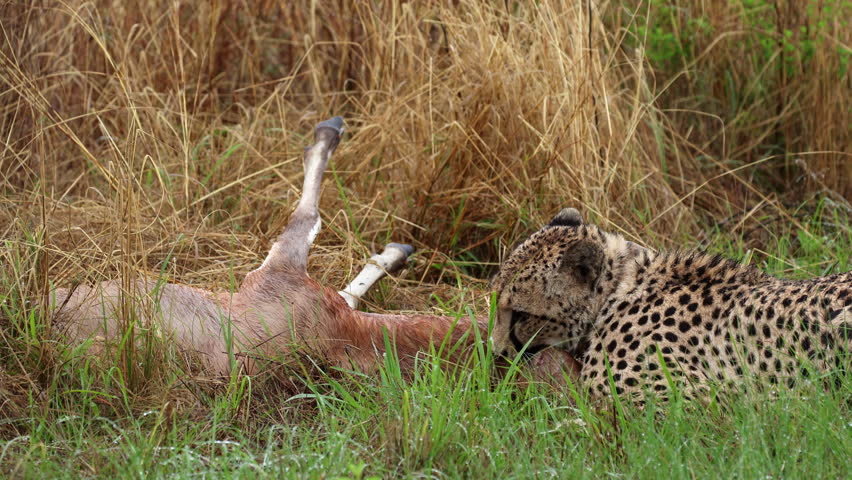 Blesbok antelope takes last breath as cheetah is latched to its throat in grass