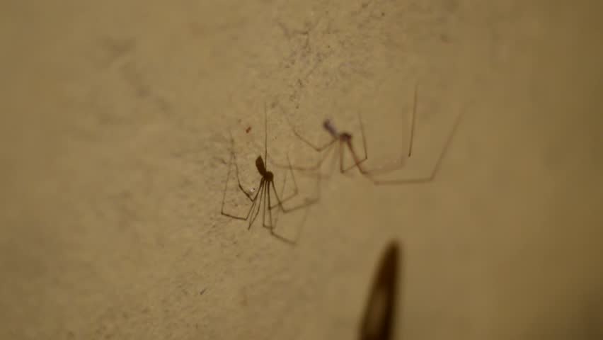 Spider on a web and shadow from him on the wall in the house