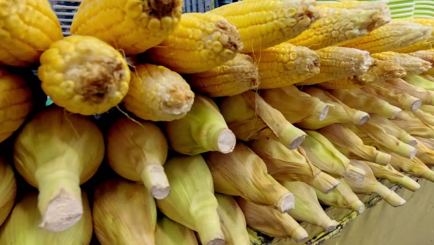 Handheld motion showcasing stacked yellow sweet corn to reveal a food stall selling them as snacks 