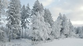 Panoramic drone flight along frost-covered winter trees and snowy forest edge - Powered by Shutterstock - Get 15% off with code: PIKWIZARD15