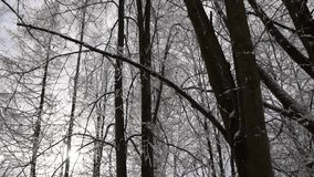  Upward looking view of tall winter forest trees and canopy, covered in fresh snow on an overcast day. The shot captures bare branches, snow-dusted trunks and the serene atmosphere of a cold. - Powered by Shutterstock - Get 15% off with code: PIKWIZARD15