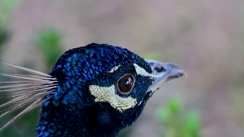 Close-up of a peacock head at Sitori i Mokhi Khosa in Bukhara, Uzbekistan, showing eye and crest details.