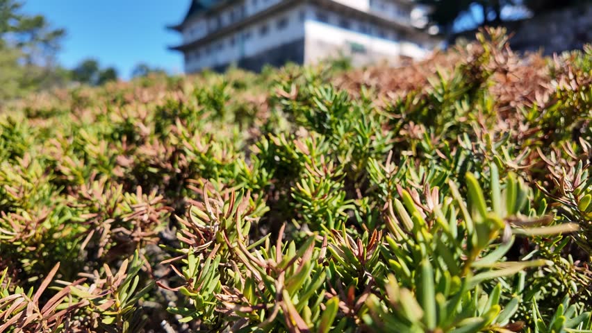 Nagoya castle, Nagoya, Aichi, Japan, Historic Japanese castle tower surrounded by trees under clear blue sky