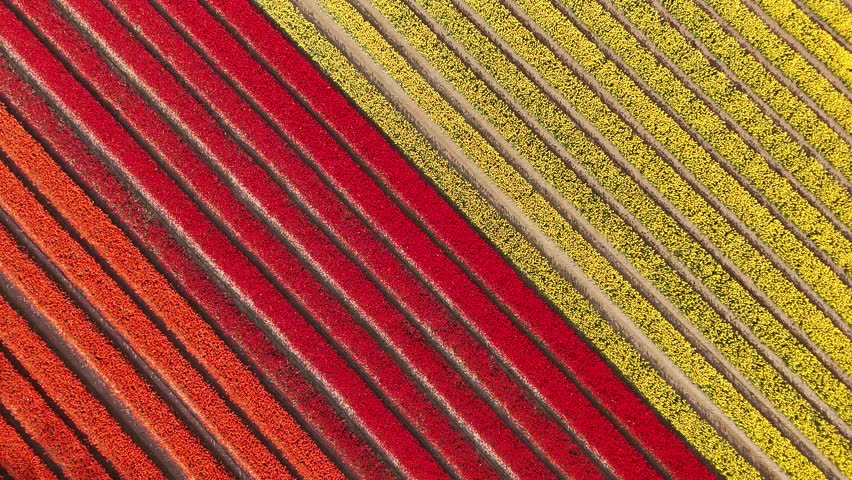Beautiful tulip field in summer 