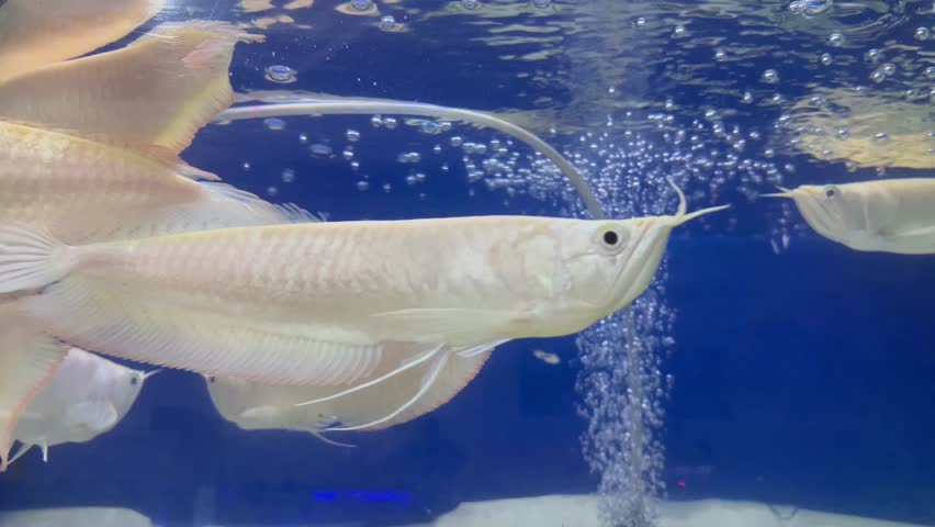 Group of Silver Arowana Fish in Freshwater Aerated Aquarium