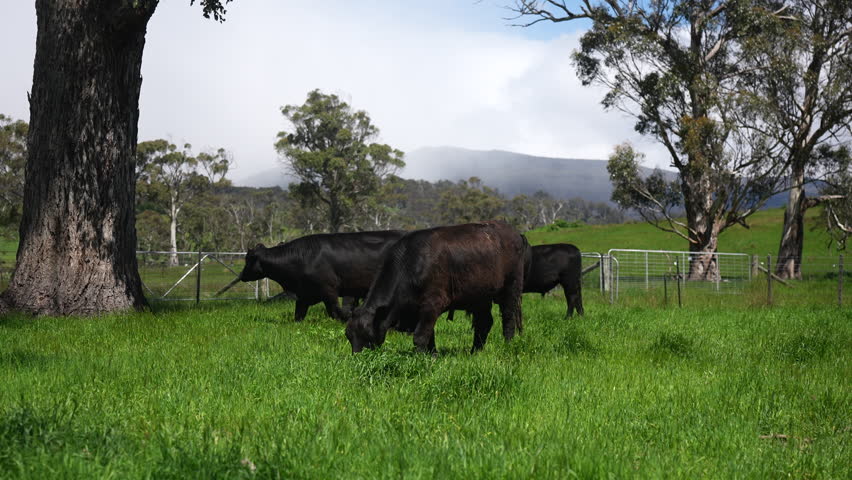 beautiful country landscape of cattle in Australia  eating grass, grazing on pasture. Herd of free range beef cows being regenerative raised on an agricultural farm. Sustainable farming in tasmania 