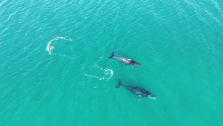 aerial drone footage of playful Humpback whales, Megaptera novaeangliae, swimming with each other in the turquoise salt water of the sea in the gulf of Exmouth in West Australia during mating season.