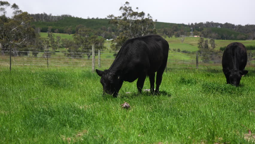 beautiful country landscape of cattle in Australia  eating grass, grazing on pasture. Herd of free range beef cows being regenerative raised on an agricultural farm. Sustainable farming in tasmania 