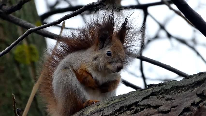 European red squirrel resting on a branch against a blurred sky background