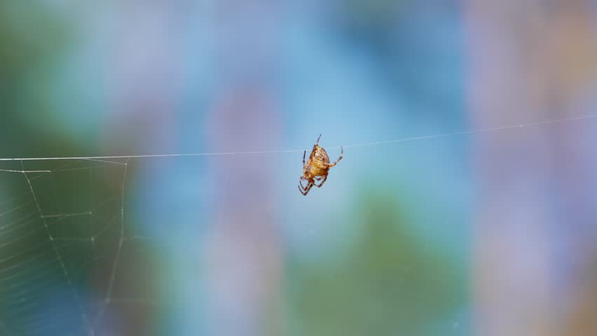 The European garden spider Araneus diadematus hangs on its web, resting quietly. The characteristic abdominal pattern and the structure of the silk threads are clearly visible.