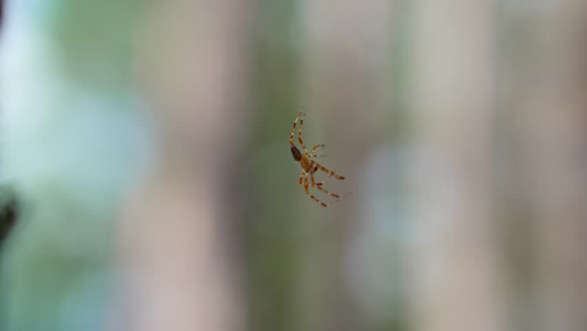 The European garden spider Araneus diadematus hangs on its web, resting quietly. The characteristic abdominal pattern and the structure of the silk threads are clearly visible.