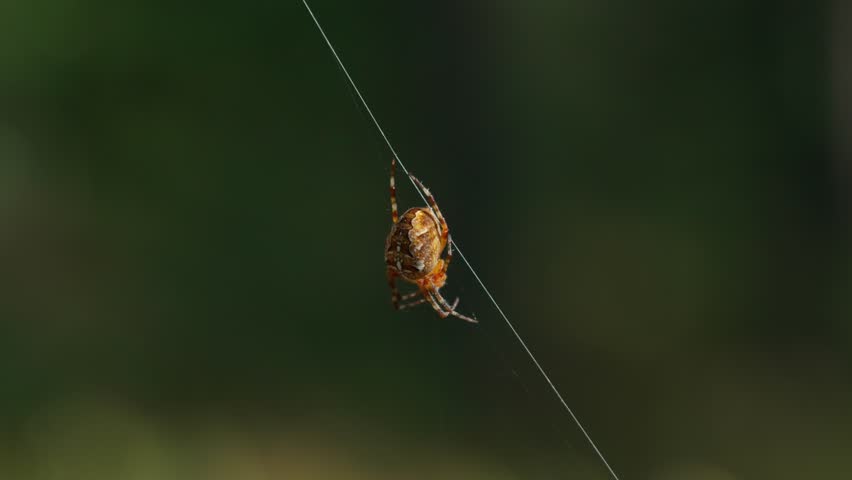 The European garden spider (Araneus diadematus) hangs on its web, resting quietly. The characteristic abdominal pattern and the structure of the silk threads are clearly visible.