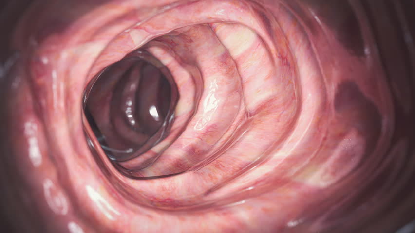 Colonoscopy examination. Healthy human colon large intestine. Endoscope view 3d animation.