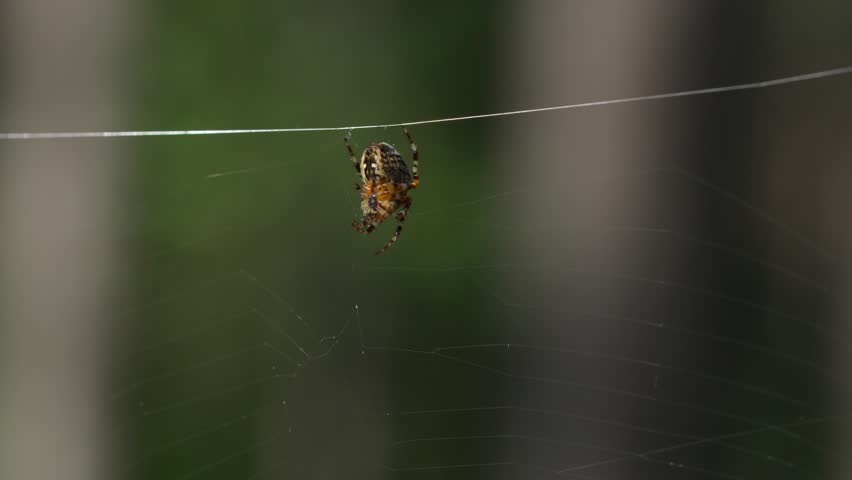 The European garden spider (Araneus diadematus) hangs on its web, resting quietly. The characteristic abdominal pattern and the structure of the silk threads are clearly visible.